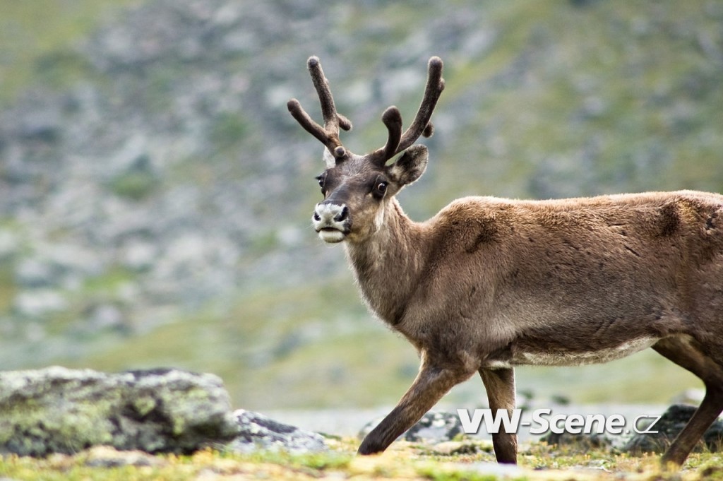 1280px-Reindeer_in_Kebnekaise